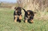 BERGER ALLEMAND 583